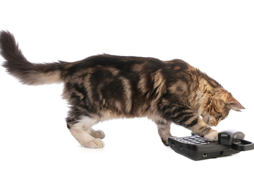 Image: cat pawing at telephone